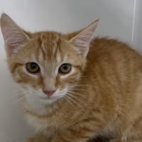 HARPER, chatte à adopter