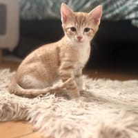 NOISETTE (Alfred) (reserve) QCT, chat à adopter