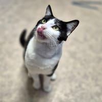 FATTONY, chat à adopter