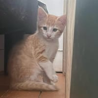AMANDE (Scrat) QCT (reserve), chat à adopter
