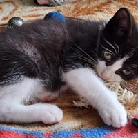 ASLAN, chat à adopter