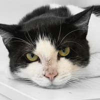 Coconut, chat à adopter
