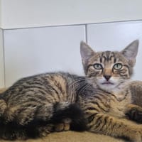 ANOUK, chatte à adopter