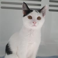 YUCCA CHA, chatte à adopter