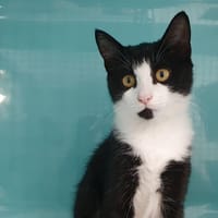 GUARANA CHA, chatte à adopter