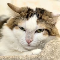 Popsy, chat à adopter