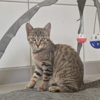 ANOUKA, chatte à adopter