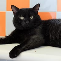 Cacio PAB27579, chat à adopter