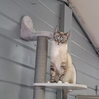 LAZIA, chatte à adopter