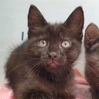 FRAISE CHA, chatte à adopter