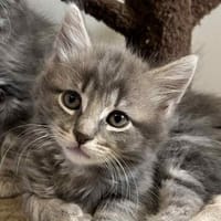 ALBANIE, chatte à adopter