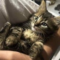FREYA (réservée), chatte à adopter