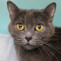 SUMMER, chatte à adopter
