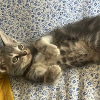 ARIA, chatte à adopter