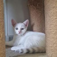 AXEL, chat à adopter