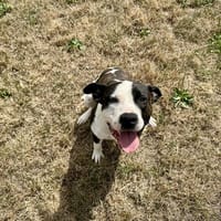 NOUGAT, chien à adopter