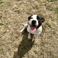 NOUGAT, chien à adopter