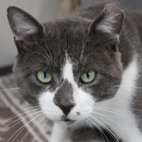SALAMBO, chat à adopter