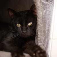 YLAGE, chat à adopter