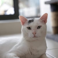 CHOPIN, chat à adopter