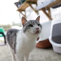 BABEL, chat à adopter