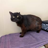 JEAN-PIERRE, chat à adopter