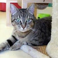 LIZZIE PAB27514, chatte à adopter