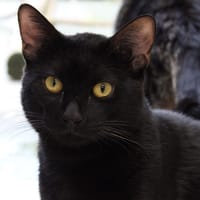 ARLO, chat à adopter