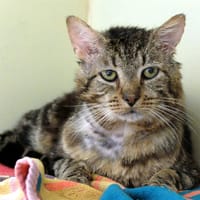 COLONEL PAB27410, chat à adopter