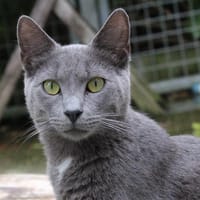 SOFT, chat à adopter