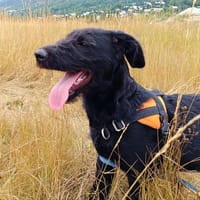 PRUNE    CNNE, chienne à adopter