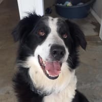 SOLIDAYS QCN, chien à adopter