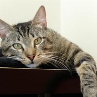 ANTON PAB27462, chat à adopter