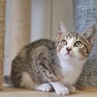 ABUDABI, chat à adopter