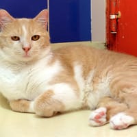 GADOW, chat à adopter