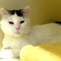 BLANCHET PAB27405, chat à adopter