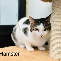 Hamster, chat à adopter