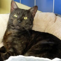 SIMBA PAB27400, chat à adopter