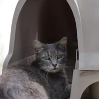 SAHARA, chatte à adopter