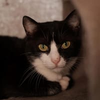 STITCH, chatte à adopter