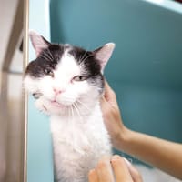 MINIMOY, chat à adopter