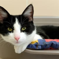 PAB27348 Vaïla, chatte à adopter