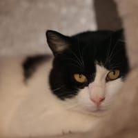 TONKA, chat à adopter