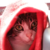 GRISOU, chatte à adopter