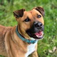 DOUG, chien à adopter