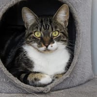 VALYA, chatte à adopter