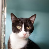 Perrault, chat à adopter