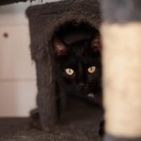 RWASHI, chatte à adopter