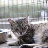 Arya, chatte à adopter