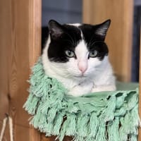 SHINNING, chatte à adopter